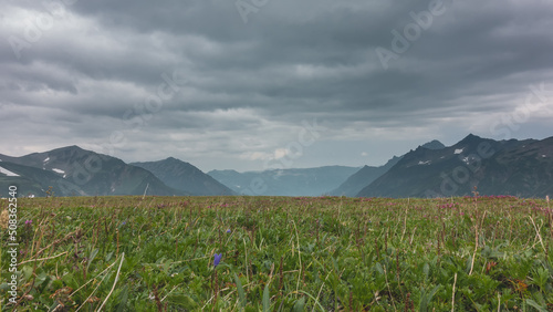 On an alpine meadow, among the green grass, wildflowers bloom. A picturesque mountain range against a cloudy sky. Kamchatka