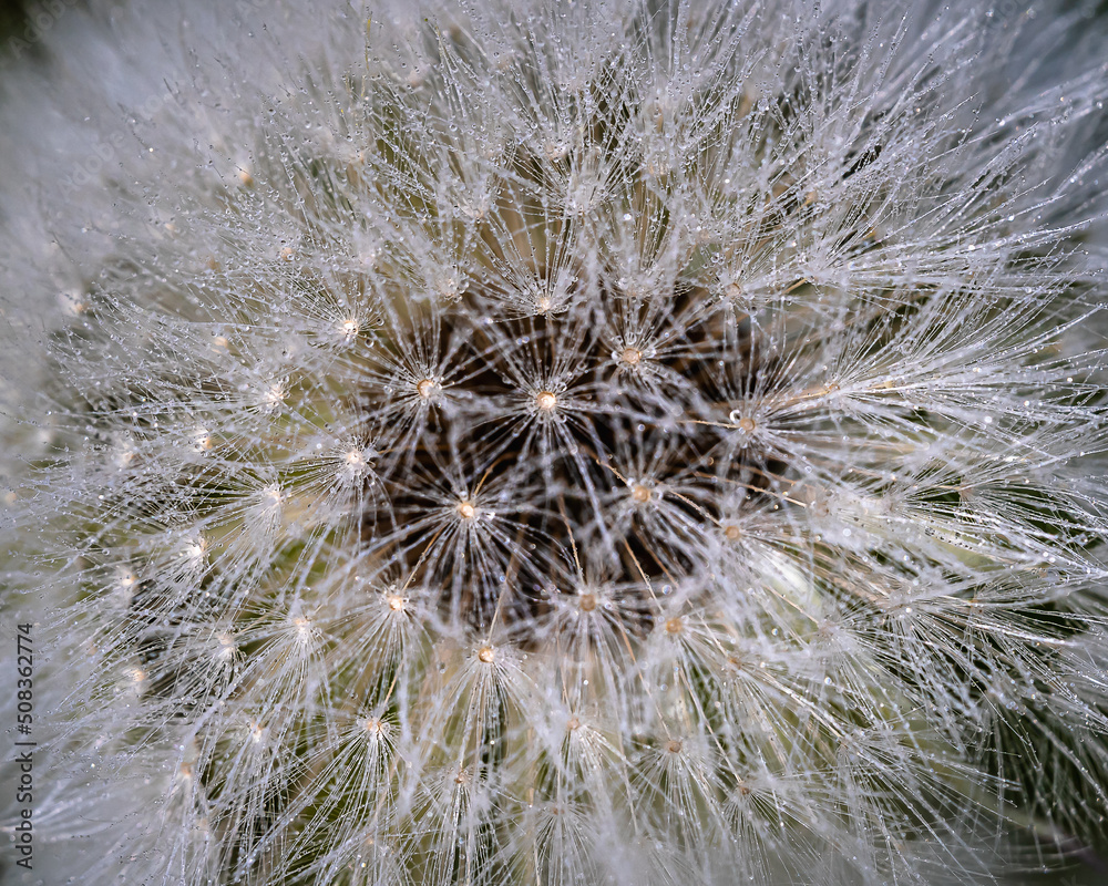 Fototapeta premium Eine Pusteblume mit sehr vielen und kleinen Wassertropfen!