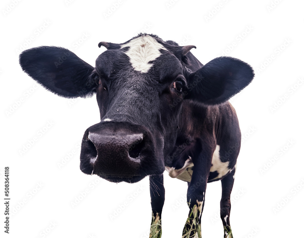 Funny cow face isolated on white background