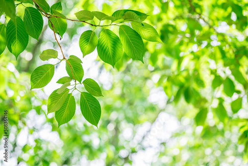 green leaves background in sunny day