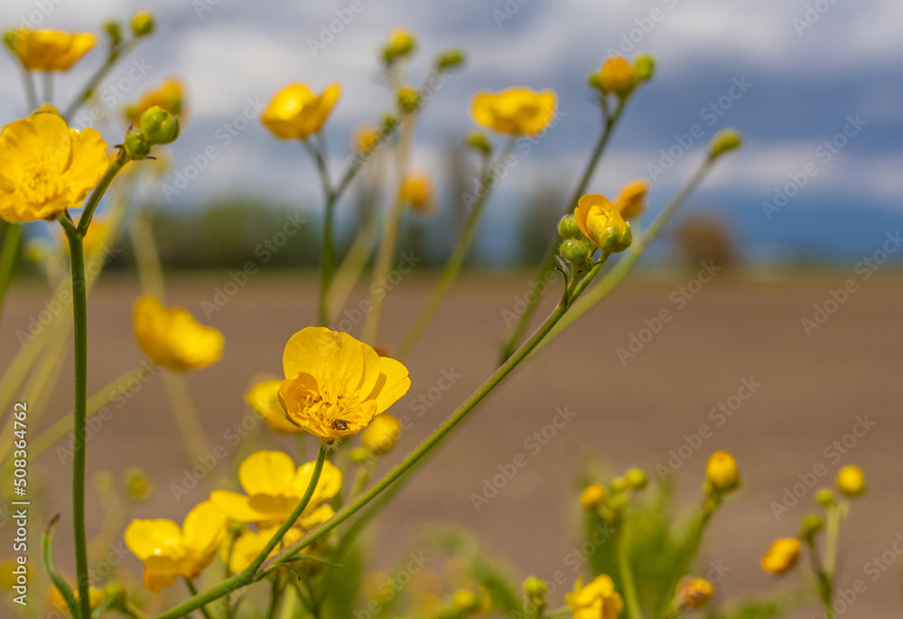 Meadow buttercups floral view with green natural background Meadow buttercups floral view with green natural background