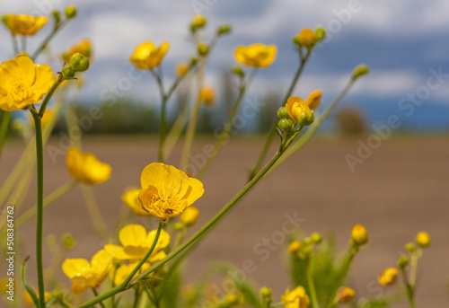 Meadow buttercups floral view with green natural background