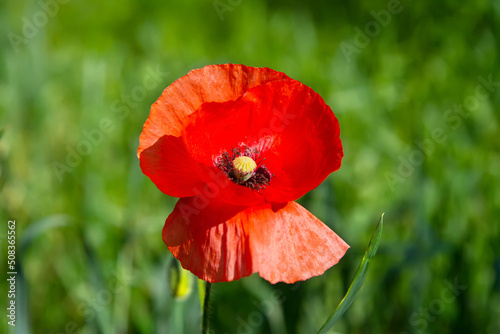 A close-up of a red poppy flower.