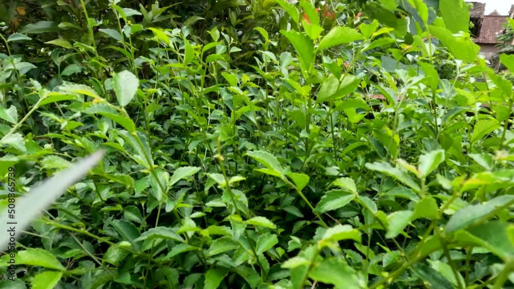 Camera movement above the leaf shoots of the wild tea plant or Acalypha siamensis, the leaves are jagged green Camera movement above the leaf shoots of the wild tea plant or Acalypha siamensis, the leaves are jagged green