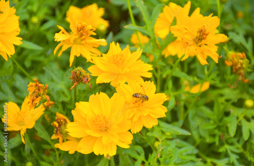A field of yellow flowers and bees stump the blooming flowers in Chatuchak Park, Bangkok, Thailand A field of yellow flowers and bees stump the blooming flowers in Chatuchak Park, Bangkok, Thailand