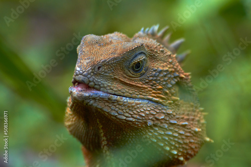 Eastern Water Dragon ( Physignathus lesueurii ), Australia