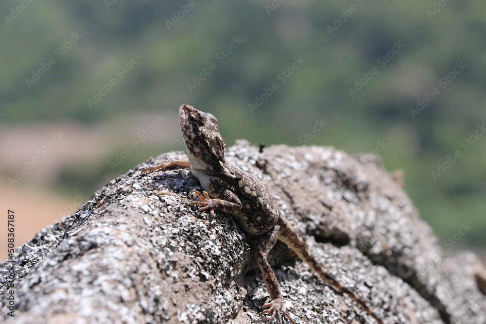 lizard on a rock