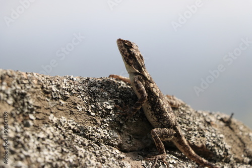 Lizard on rock