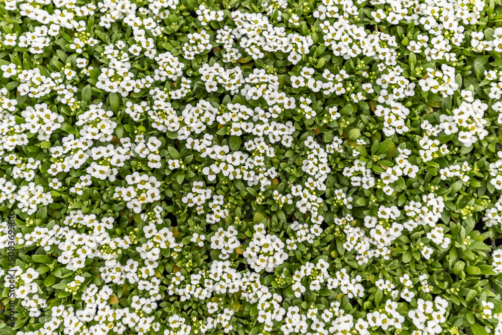 White sweet alyssum flowers background.