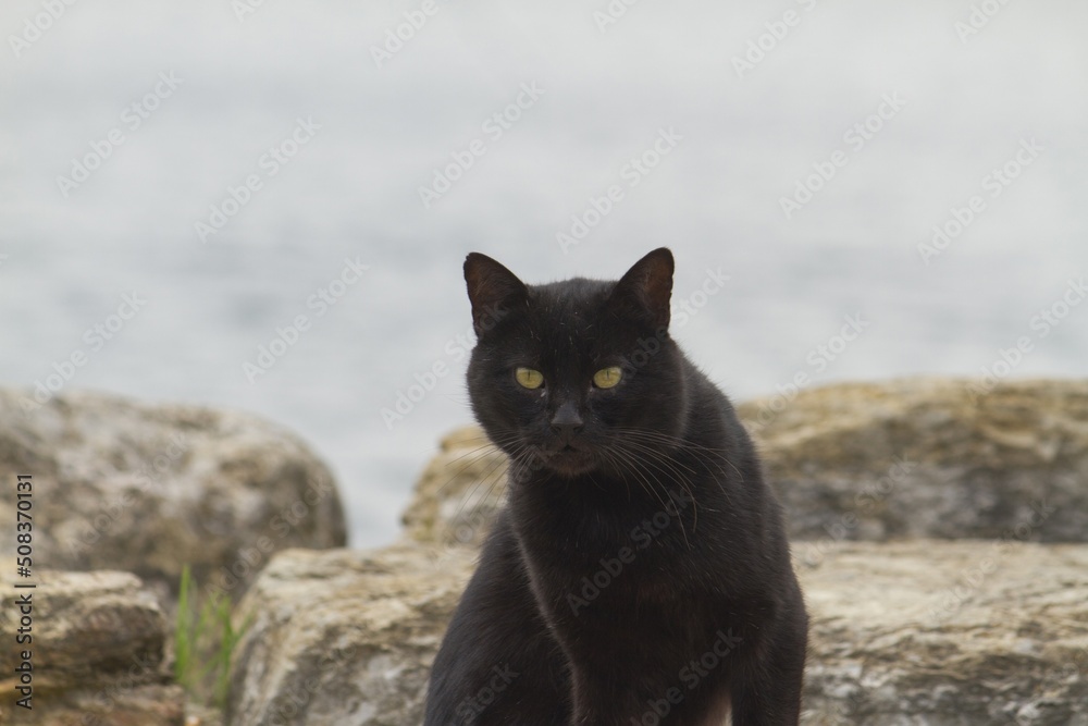 Black cat looking in camera and sitting on Asian side of Istanbul in Moda