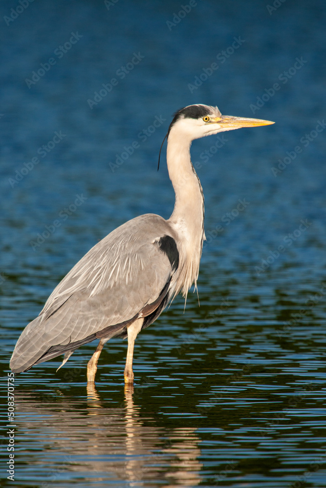 Grey heron portrait was taken in the early morning in London, UK Grey heron portrait was taken in the early morning in London, UK