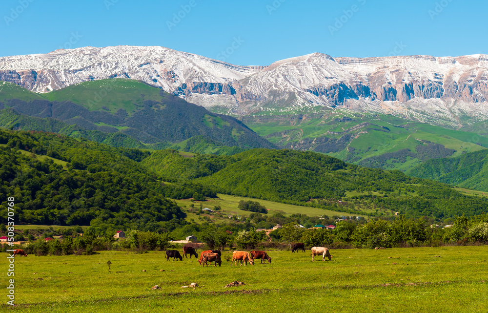 A herd of cows and sheep grazes on a green meadow in the mountains