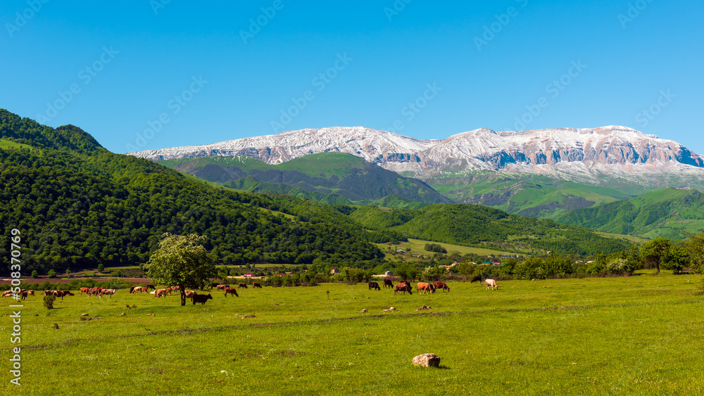 A herd of cows and sheep grazes on a green meadow in the mountains