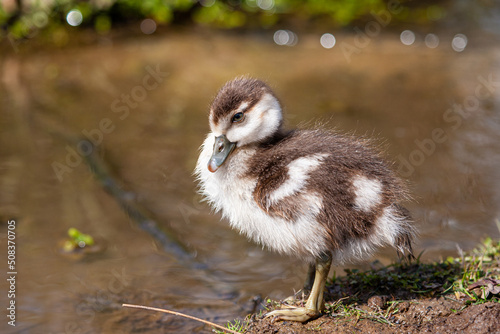Wall Mural Egyptian Goose gosling resting on a riverbank in Londonv