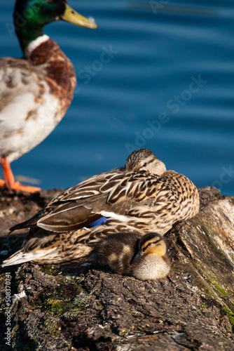 Mallard duckling resting on a log with its mother on a London pond, UK