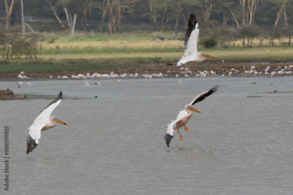 Obraz premium White pelican, Pelecanus onocrotalus, in Lake Kerkini, Greece. Pelicans on blue water surface. Wildlife scene from Europe nature. Bird mountain background. Birds with long orange bills.