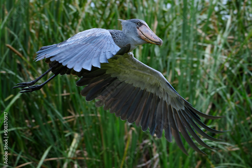 Valokuva African Balaeniceps (Balaeniceps rex) is a large African bird from the order of the rocks, known especially because of its conspicuously shaped beak