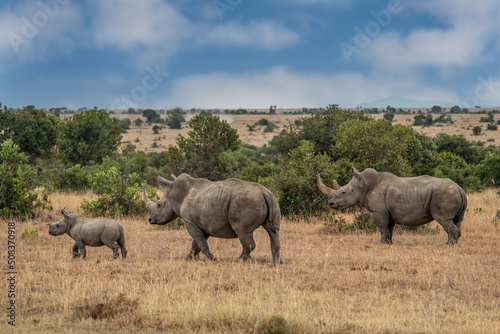 White Rhinoceros Ceratotherium simum Square-lipped Rhinoceros at Khama Rhino Sanctuary Kenya Africa.