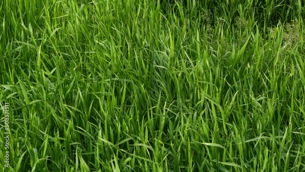 Slow motion closeup green grass texture with wind blowing, farm field background Slow motion closeup green grass texture with wind blowing, farm field background