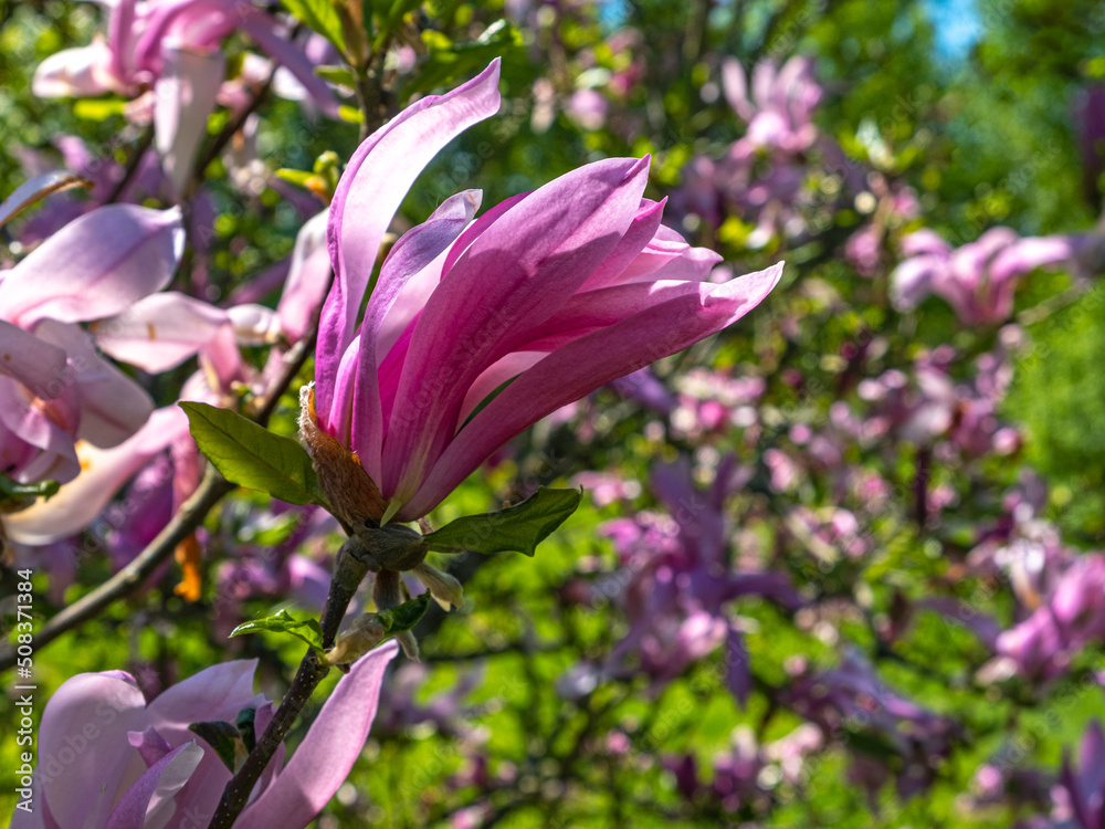pink magnolia flowers on a spring sunny day pink magnolia flowers on a spring sunny day