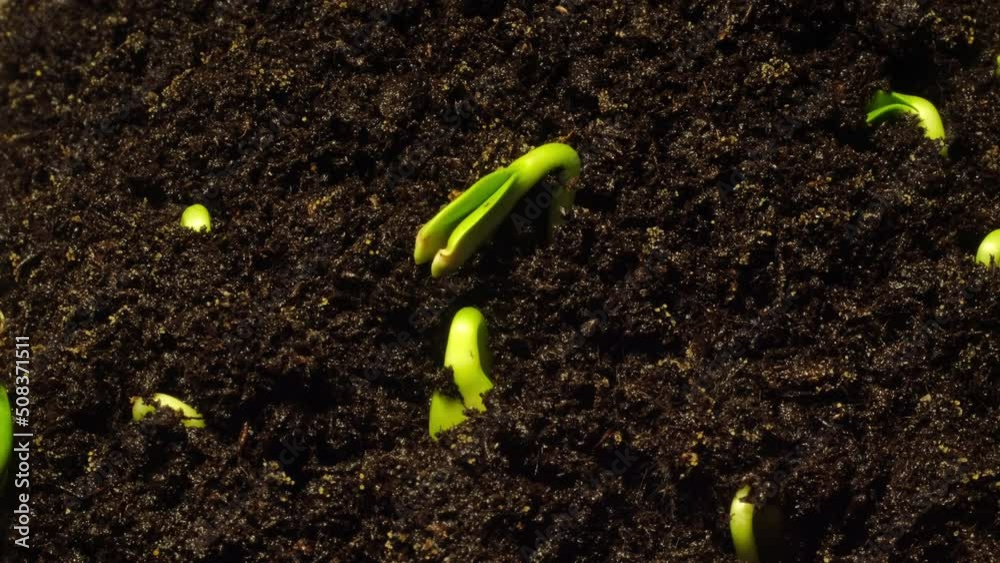 Growing seeds rising from soil time lapse 4k footage.	