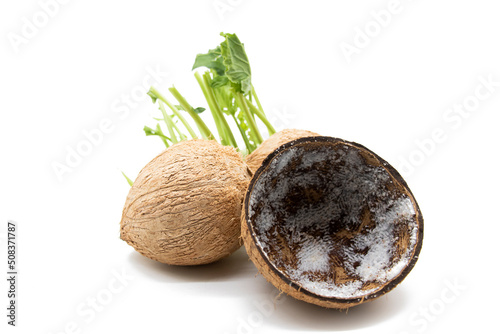 Coconut. Half and Whole isolated on white background.front view photo