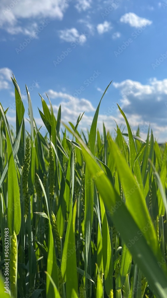 Obraz premium Junges Maisfeld unter blauem Himmel mit leichter Bewölkung. Landwirtschaft, Ackerbau, Lebensmittel, Mais, corn, 