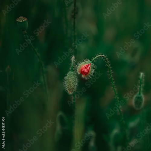 Close up of a wild red poppy flower on a meadow