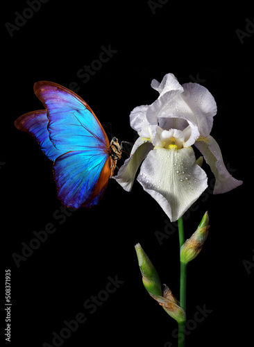 Fototapeta Naklejka Na Ścianę i Meble -  beautiful blue morpho butterfly on white iris flower isolated on black.