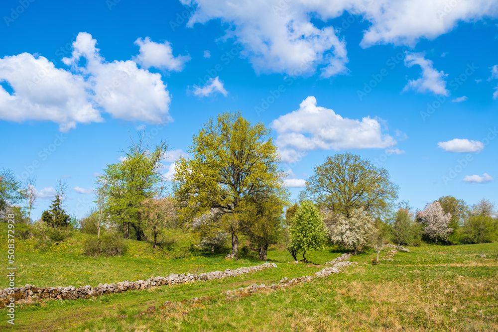 Idyllic rural landscape with stone wall on a meadow