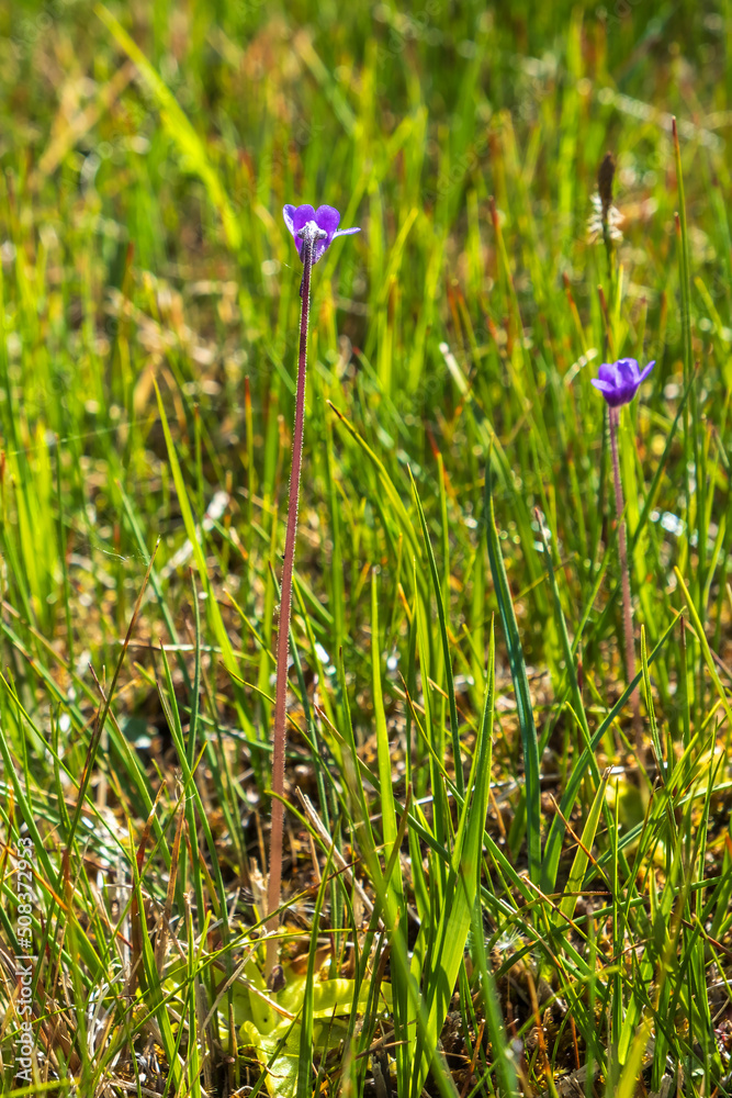 Blooming Butterwort flowers on a meadow Blooming Butterwort flowers on a meadow