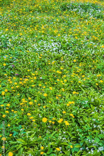 Flowering meadow in the summer photo