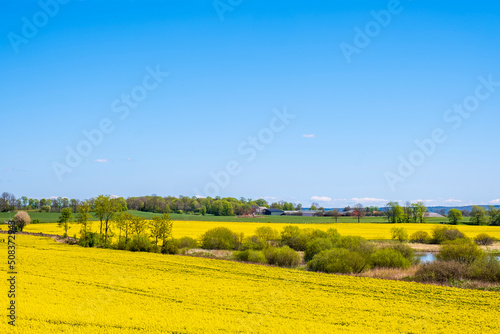 Agricultural landscape view with flowering rapeseed fields