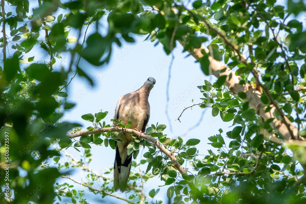 Eastern Spotted Dove The great dove is bringing branches to build a nest to expand its species. Eastern Spotted Dove The great dove is bringing branches to build a nest to expand its species.