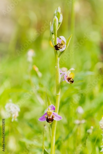 Bee orchid (Ophrys apifera), Orchid of the Iberian Peninsula (Spain), nature concept.