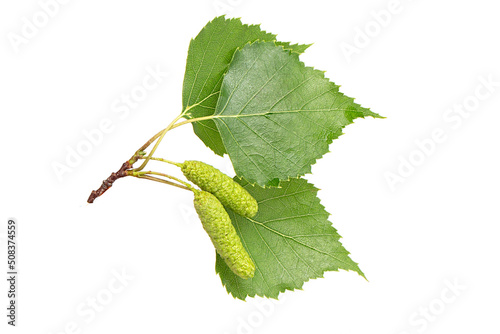 A branch with birch leaves and buds or flowers with earrings on a white background.