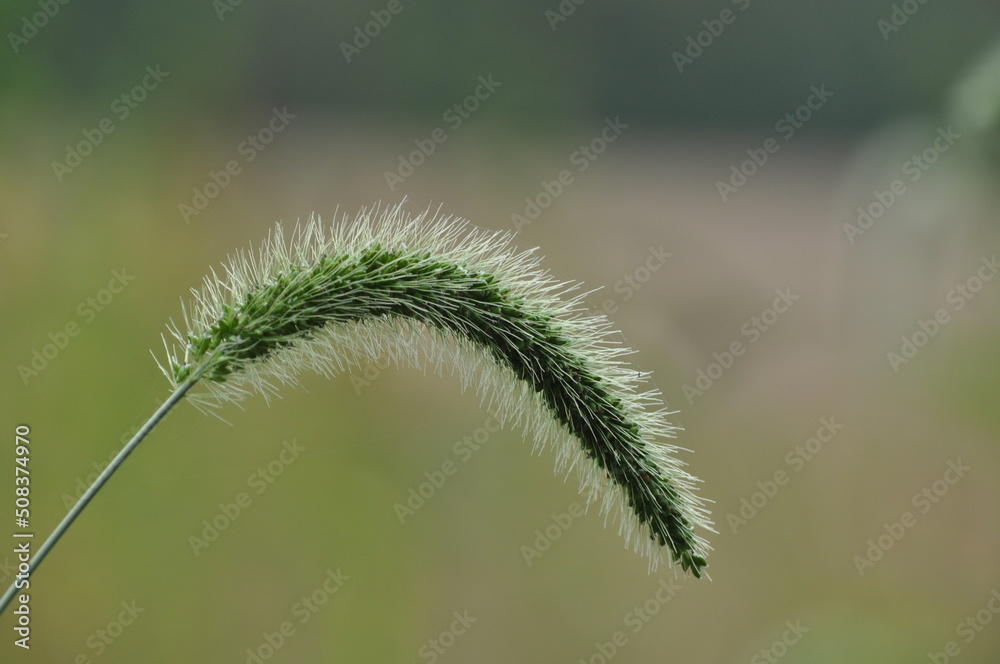 Wild Grass Seed Head Up Close Wild Grass Seed Head Up Close