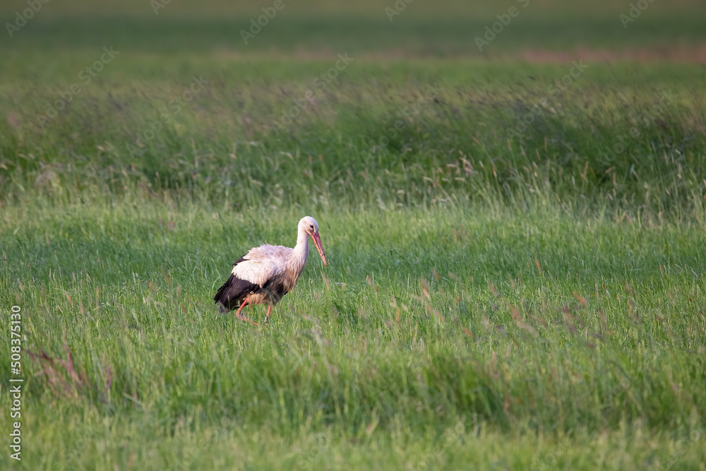 Obraz premium Weißstorch (Ciconia ciconia) in einer Wiese auf der Suche nach Nahrung