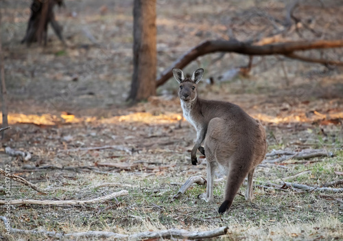 Cute wild kangaroo standing in the forest among trees, looking at camera, Australian wildlife 