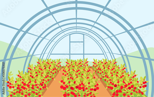 A large greenhouse with rows of tomatoes. Agriculture business concept. Editable vector illustration.