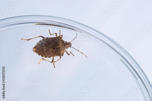 Bug in glass container on white table