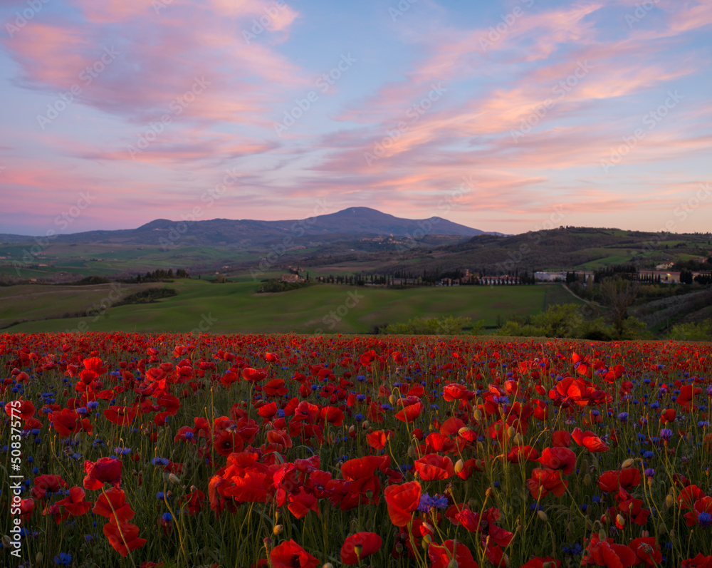 red poppies blossom on meadows in Tuscany