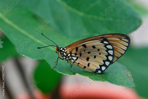 beautiful butterfly on leaf  © goh