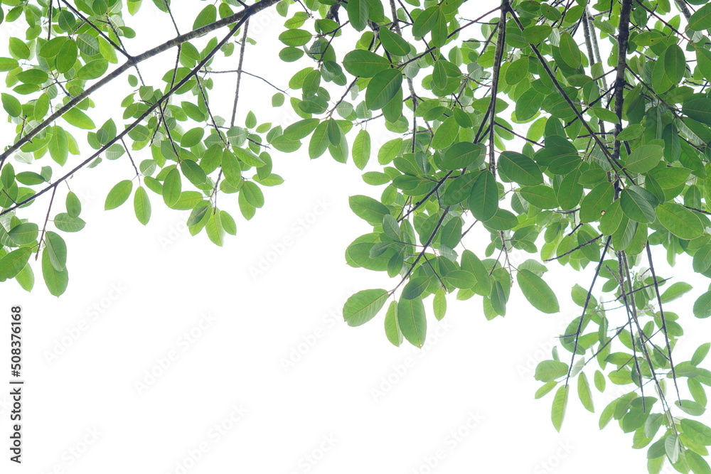 Green leaf and branches on white background Green leaf and branches on white background