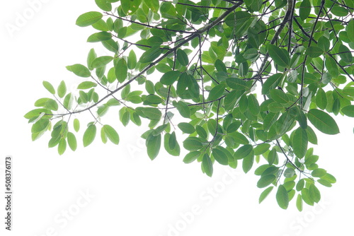 Green leaf and branches on white background