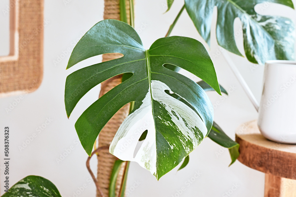 Monstera Variegata Stock Photo - Download Image Now - Monstera