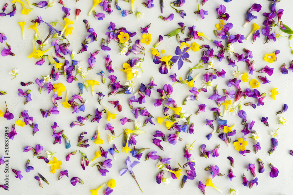 Flowers and petals are yellow, violet and purple color on a beige or light gray background. Drying and harvesting of petals of medicinal plants and flowers