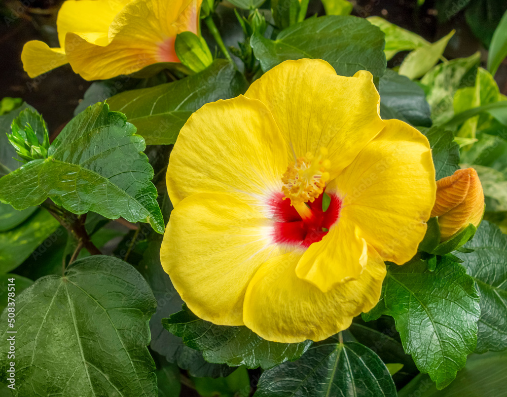 Yellow Hibiscus flower