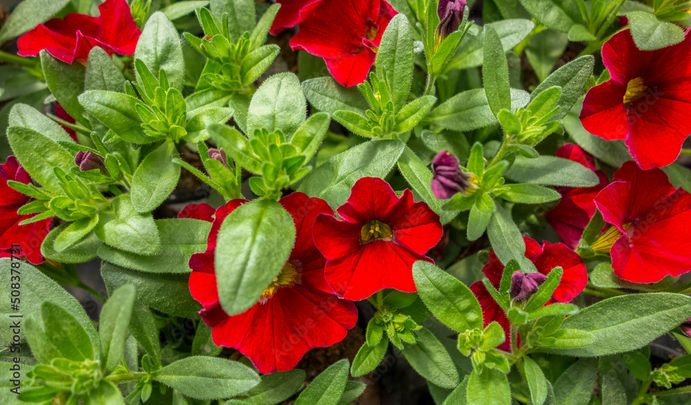 seaside petunia flower closeup seaside petunia flower closeup