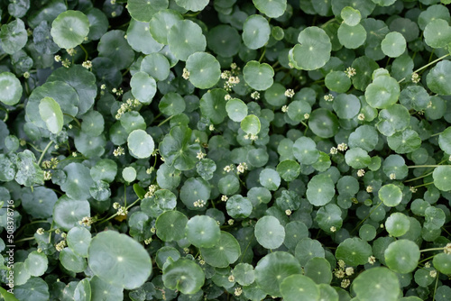 pennywort in the pond. close-up